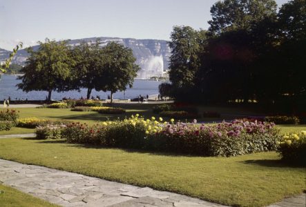 © Bibliothèque de Genève Photo d’archive du parc de la Perle du Lac dans les années 1960-1970.
On y voit un massif de dahlias en fleurs, emblématique des compositions florales de l’époque.