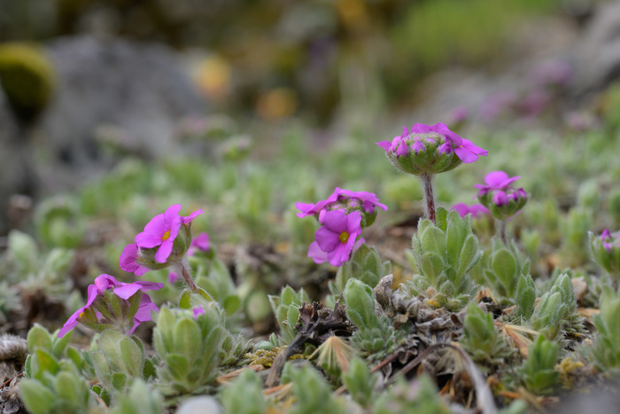 Photographie d'Androsacées, une petite plante alpine de couleur violette