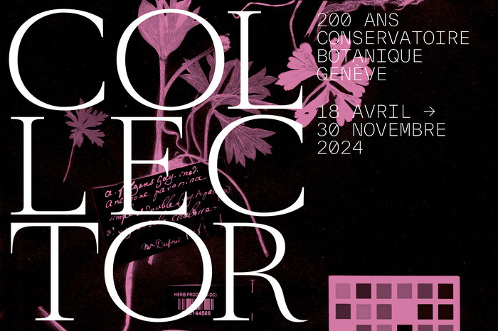 Visuel officiel de l'année COLLECTOR. Titre écrit en blanc sur fond noir et en filigrane une planche d'herbier - spécimen de l'herbier de Candolle en rose