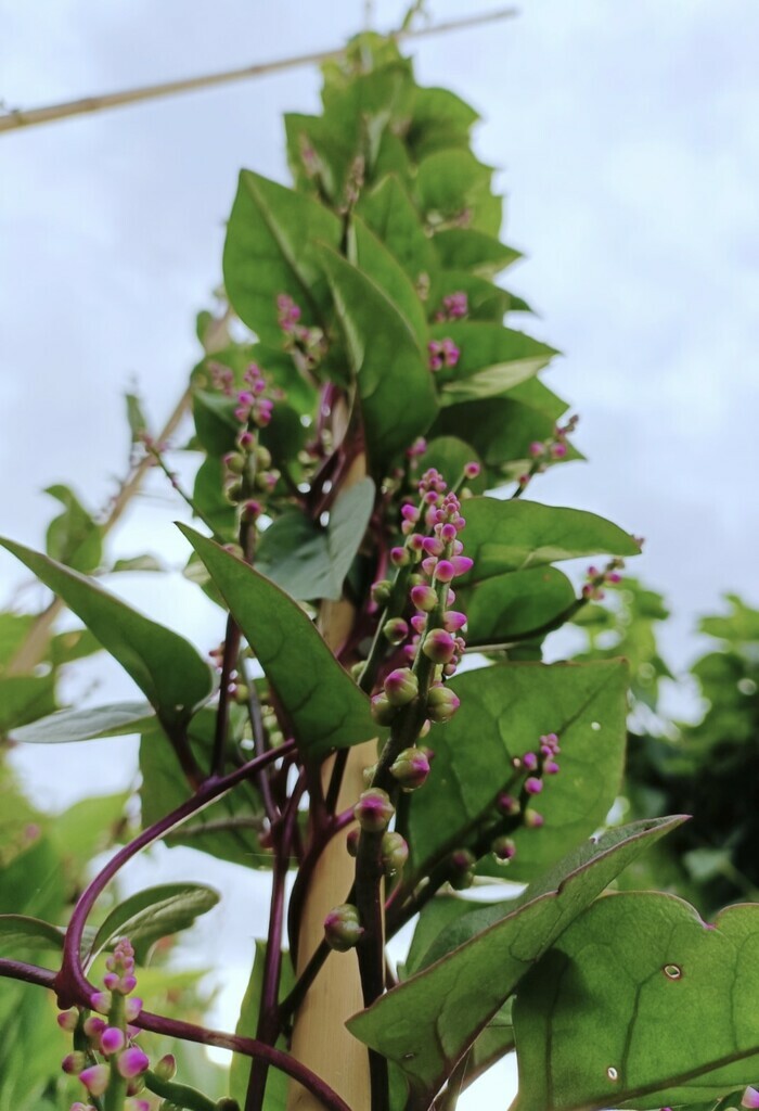 Basella alba : plante ornementale ou potagère ?