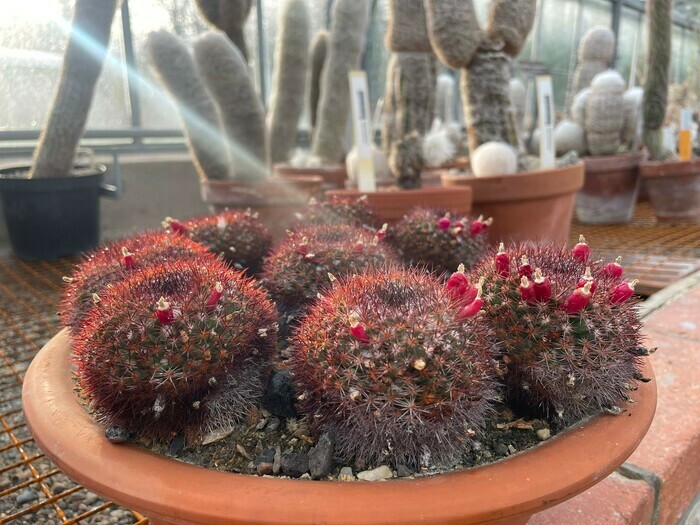 Mammillaria mammilaris, cactus comestible (fruit)