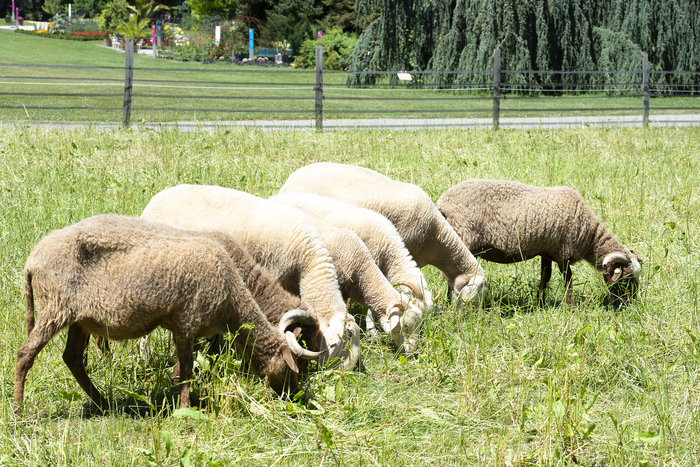 moutons dans la pairie