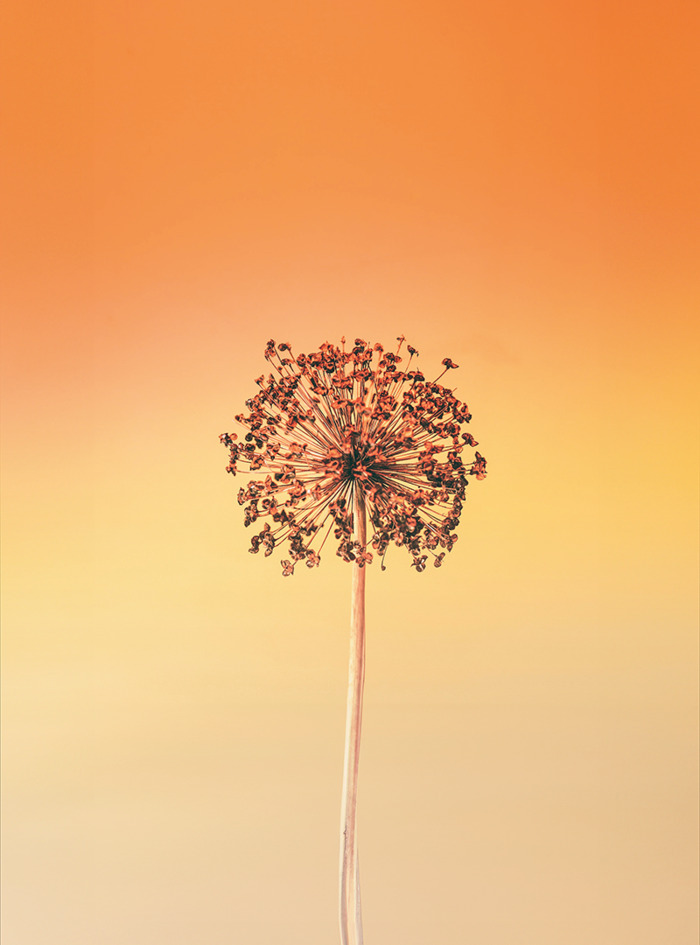 Image du concert Vin Herbé de l'Ensemble Vocal de Lausanne, avec les dates 20 de septembre, salle de spectacle renens, et 21 de septembre, temple de st gervais, geneve