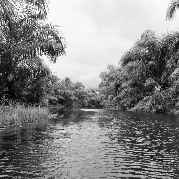 Rivière bordée d'arbres