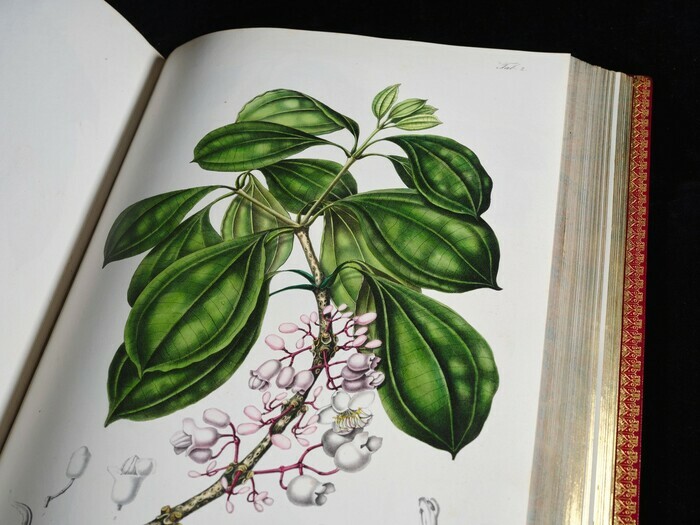 page d'un herbier imprimé