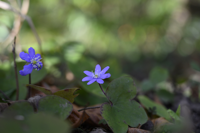 Hepatica nobilis en fleur