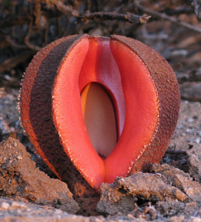 Hydnora visseri