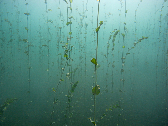 Des potamots (plante aquatique) grimpent jusqu'à la surface