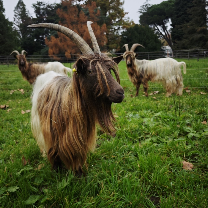 Chèvres col fauve du Valais ProSpeciaRara aux Conservatoire et Jardin botaniques de Genève