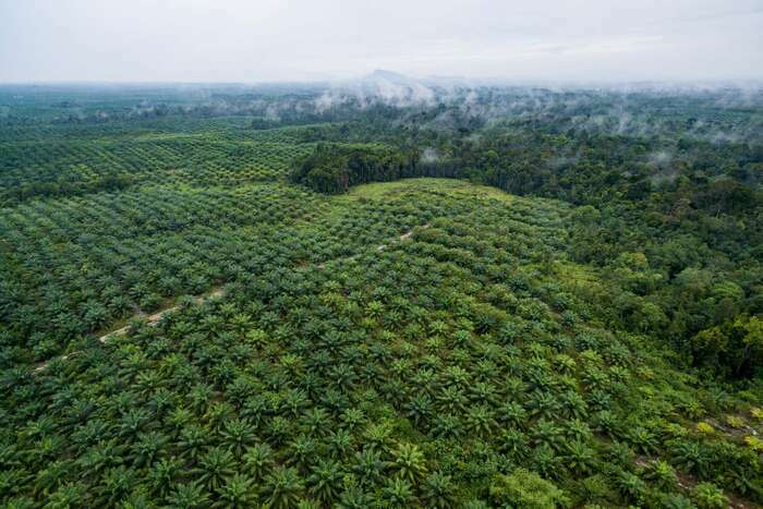 Plantation de palmiers à huile en Malaisie