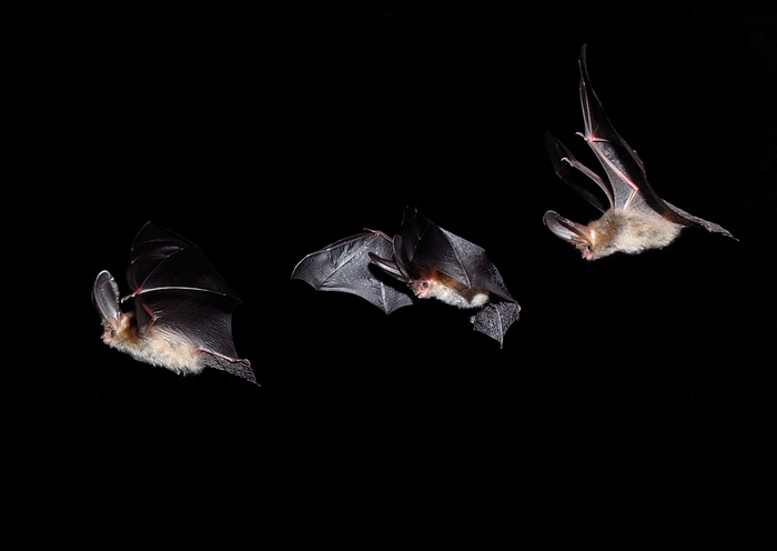 Une photo de chauves-souris en train de voler