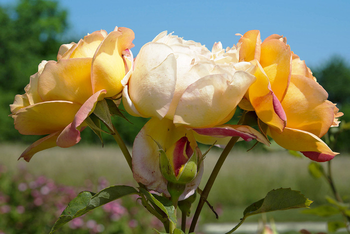 Photographie d'une rose de couleur jaune-orangée