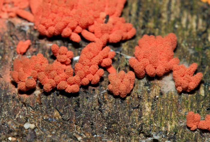 Photographie de Arcyria denudata, un myxomycète de couleur rouge-orange