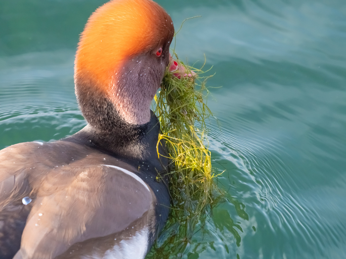 Photo d'une Nette rousse