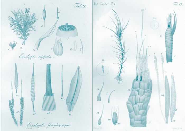 Dessin de Hedwig de Encalypta streptocarpa Hedw.