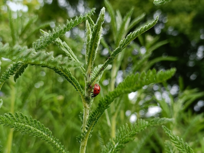 Achillée et coccinelle