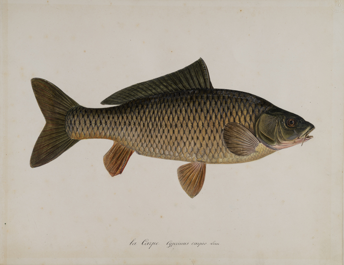 Poisson (carpe) dessiné par Godefroy Lunel