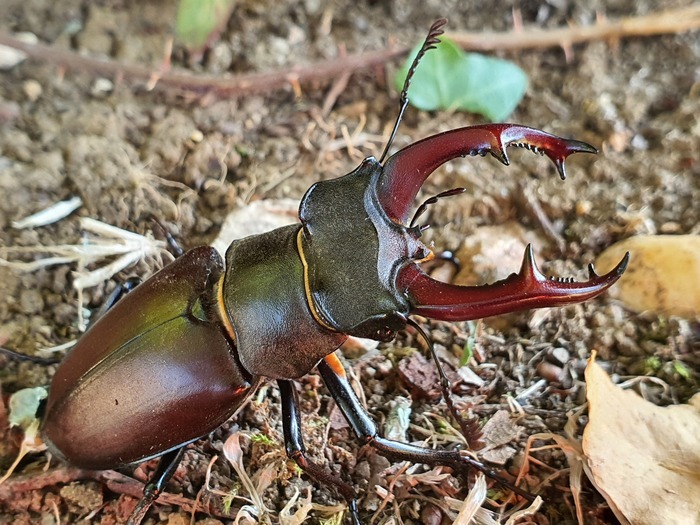 Coléoptère Lucane cerf-volant mâle de 9 centimètres de long, brun-noir avec des nuances bordeaux, doté de mandibules avec de grosses pinces.