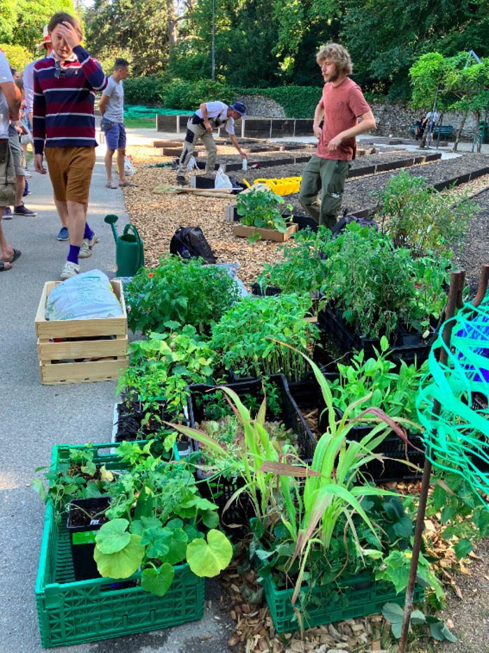 Marché aux plantons