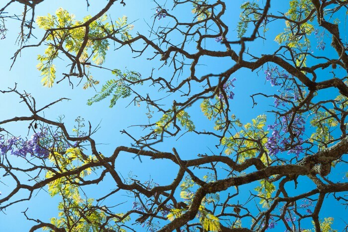 Le regard est dirigé vers le haut d' un arbre, ses branches son feuillage et des fleurs, sur fond d' un ciel bleu.