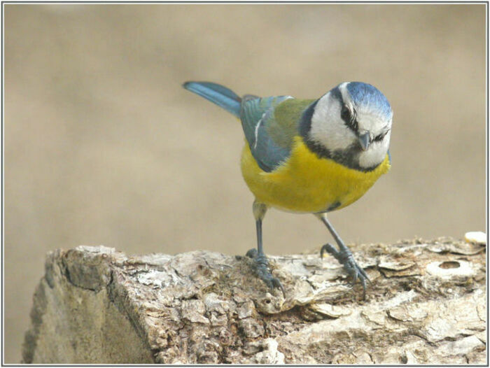 Une photo en couleur avec une mésange