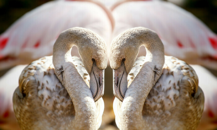 Deux flamands roses se touchent le front formant un coeur