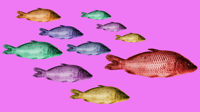 des poissons de différentes couleurs sur un fond rose