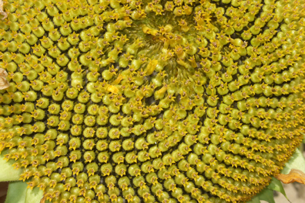 Photo macro d'une fleur de tournesol