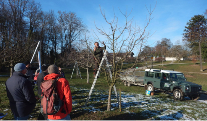 Taille d'un arbre fruitier haute-tige