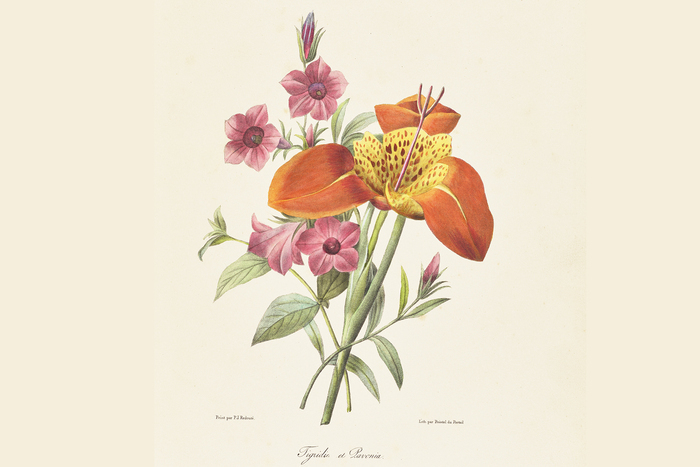 Reproduction d'une gravure d'un bouquet de Tigridia et Pavonia, peinte par Pierre-Joseph Redouté