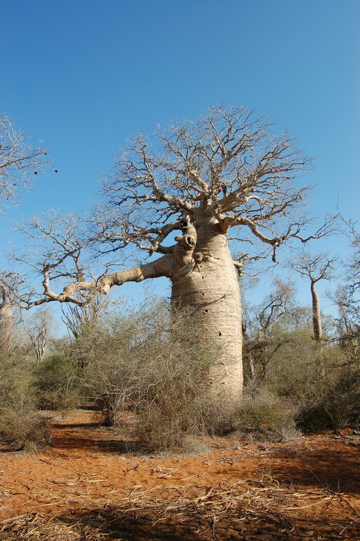 Baobab - Genre Adansonia