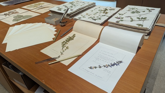 Herbier posé une table pour la préparation d'un atelier