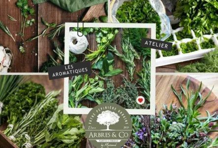 Des plantes aromatiques pour apprendre à les connaitre et les utiliser