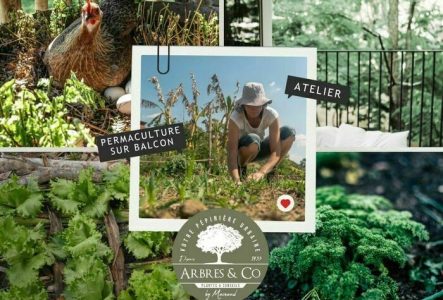 Des légumes et aromatiques cultivés sur un balcon