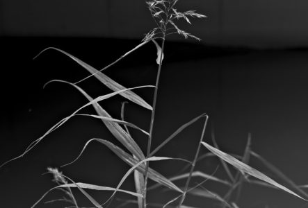 Photographie en noir et blanc d'un roseau