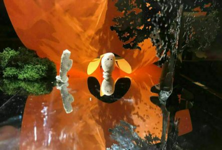 Cie STT une photo en couleur qui représente un décors de théâtre de marionnettes: Avec un fond orange et une table miroir sur laquelle sont disposés, un arbre, un arbuste et un petit personnage en forme de caillou, au milieu.