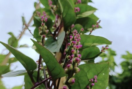 Basella alba : plante ornementale ou potagère ?