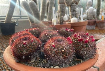 Mammillaria mammilaris, cactus comestible (fruit)