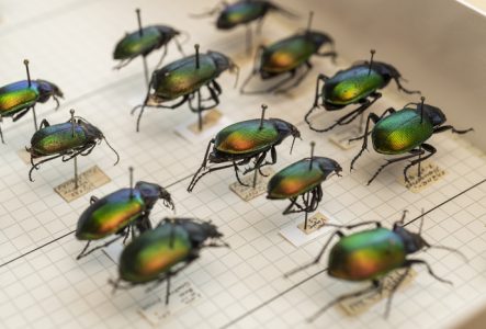 Des insectes épinglés