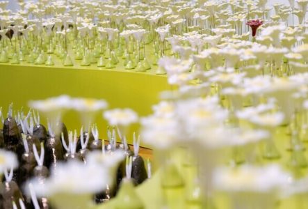 © Boris Dunand, Musée Ariana Installation d'António Vasconcelos Lapa : mille marguerites en céramique sont disposées sur un socle vert clair.