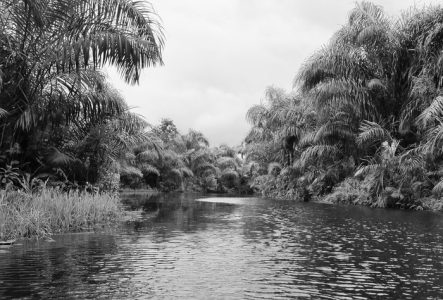 Rivière bordée d'arbres