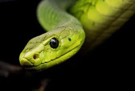 DR Serpent vert