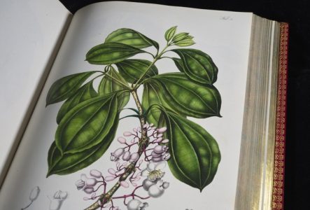 L'exposition sur panneaux montre une sélection de plantes et de fleurs provenant d’ouvrages de botanique exceptionnels.