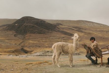 Un enfant est assis au pied d'un toboggan avec son lama dans un paysage dégagé.