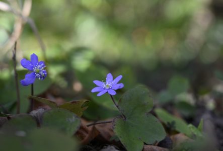 Hepatica nobilis en fleur