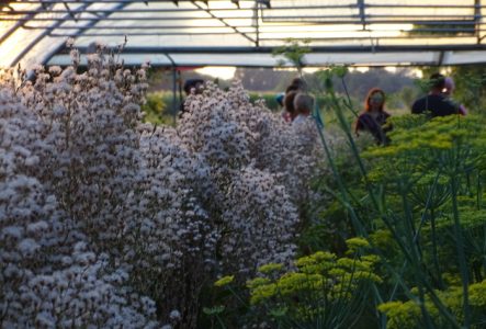 Plantes en fleurs, avec semences dans une serre, avec des gens en arrière plan