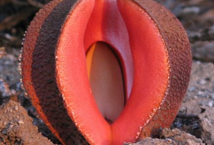 Hydnora visseri