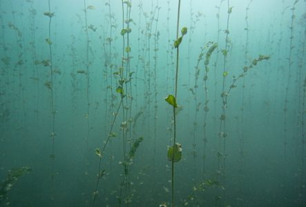 Des potamots (plante aquatique) grimpent jusqu'à la surface