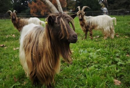 Chèvres col fauve du Valais ProSpeciaRara aux Conservatoire et Jardin botaniques de Genève