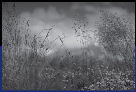 Photographie en noir et blanc de l'artiste; prairie fleurie vue depuis le sol